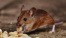 24 Hour & Emergency Exterminators in Boogertown, NC